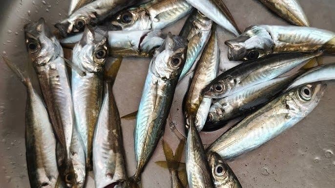 İstanbul'da Tekne ile Balık Avı Turu Neden Bu Kadar Popüler?